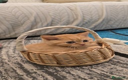 British Shorthair cats for sale: ✨ British Shorthair & Longhair Kittens Available ✨ - Advert 8