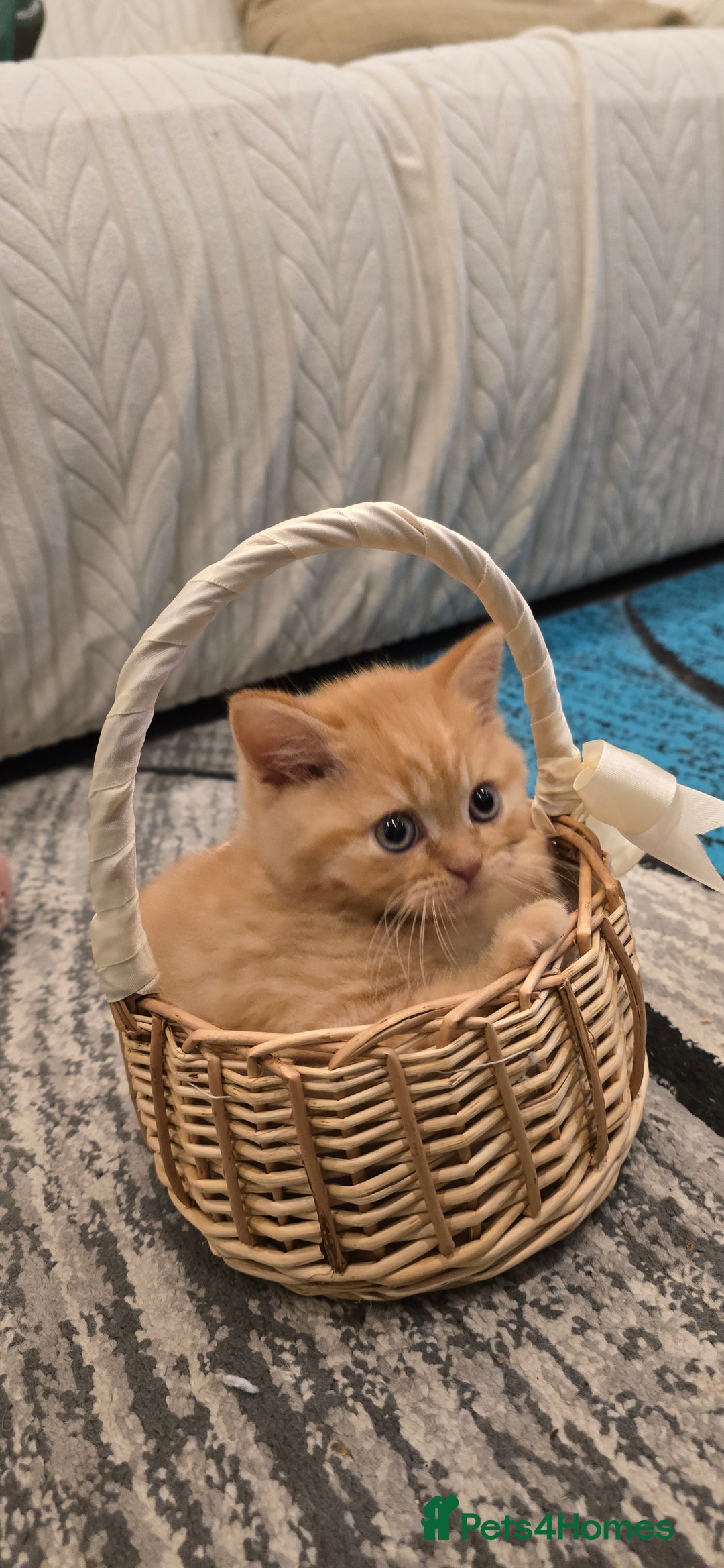 British Shorthair cats for sale: ✨ British Shorthair & Longhair Kittens Available ✨ - Advert 8