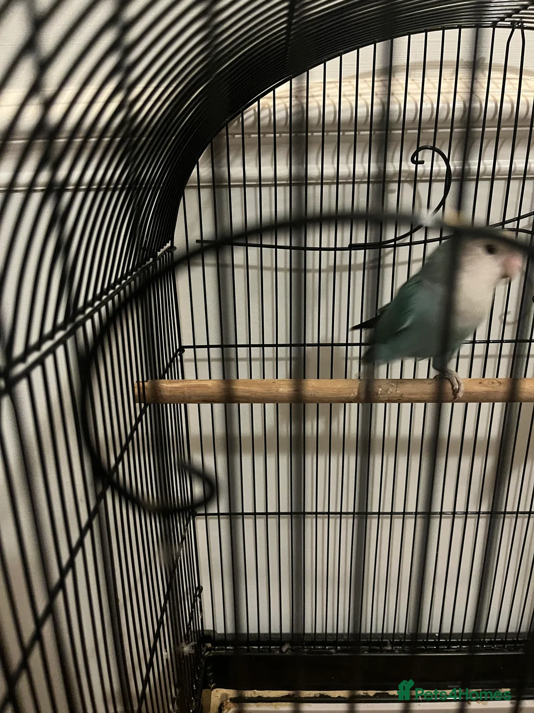 Lovebirds birds for sale: Beautiful pair of lovebirds - Advert 4