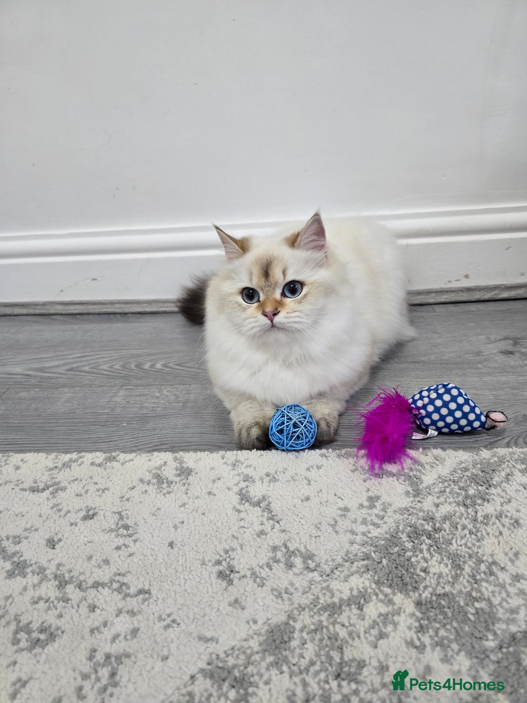 British Longhair cats for sale: Stunning Colour Point Girl - Advert 3
