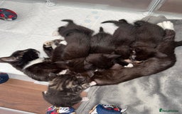 Mixed Breed cats for sale: Black & white kittens available - Image 3