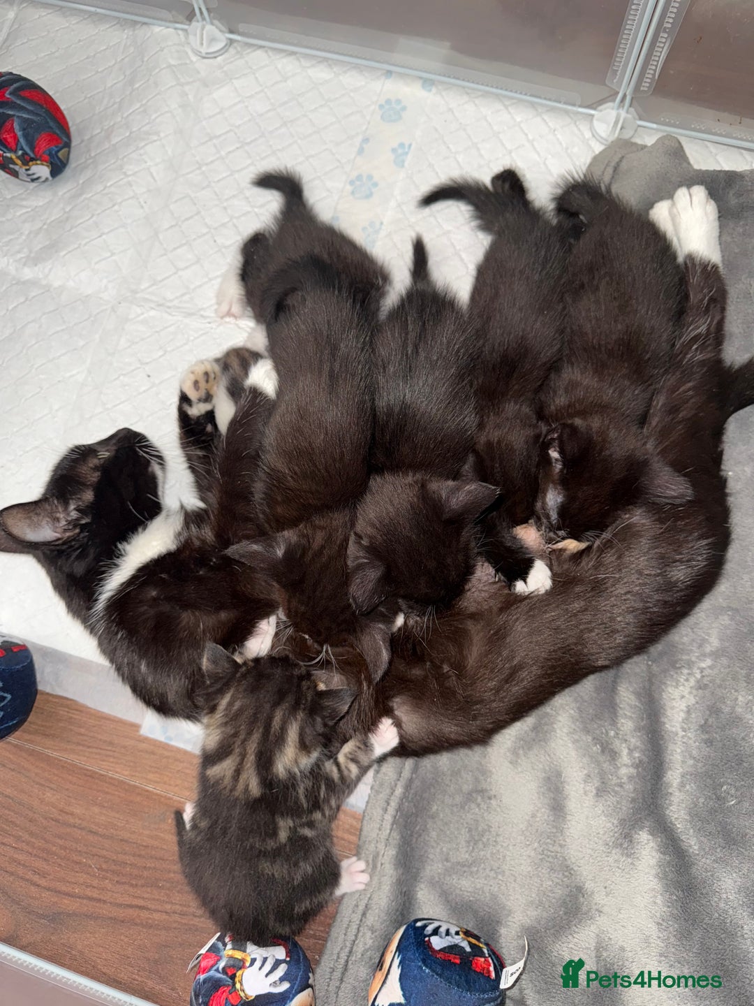 Mixed Breed cats for sale: Black & white kittens available - Image 3