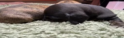 Miniature Dachshund dogs for sale: Stunning brindle miniature dachshund puppies in Plymouth - Advert 12