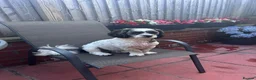 Shihpoo dogs for stud: 2 year old Shihpoo available for stud in Harrogate - Advert 7