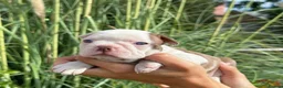 Boston Terrier dogs for sale: 5 KC Boston Terriers  - Advert 7