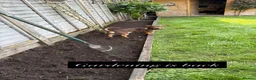 Jack Russell dogs for stud: Bruce – Handsome, Well-Tempered Stud Dog Available - Advert 4