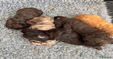 Cockapoo dogs - Advert 6