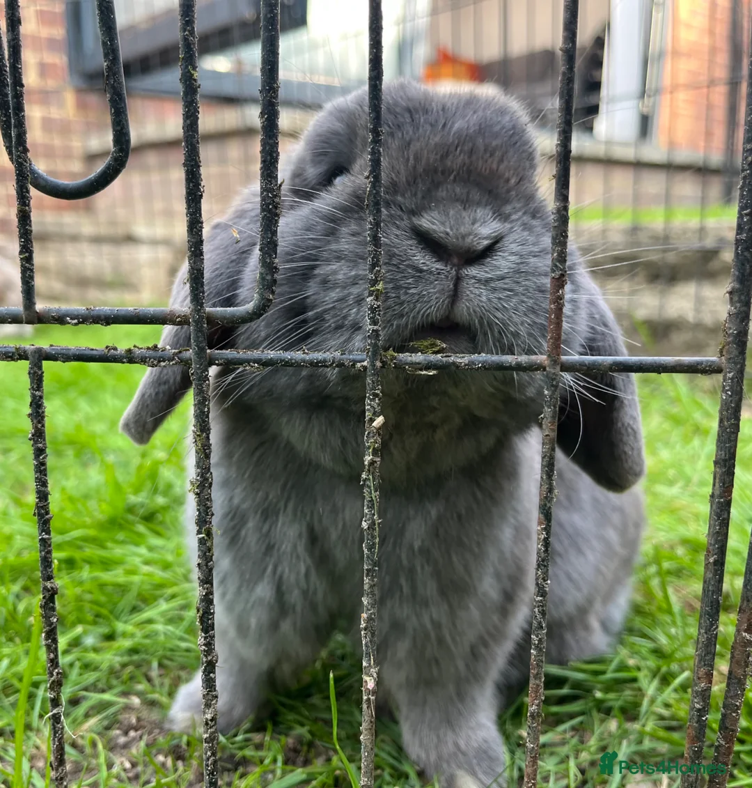 Mini Lop rabbits for sale: Blue male mini lop looking for new home - Advert 1