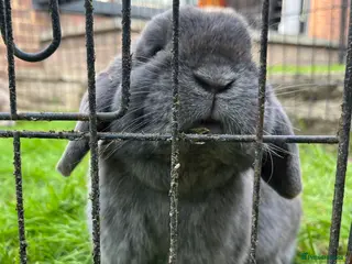 Mini Lop rabbits Blue male mini lop looking for new home - Advert 2