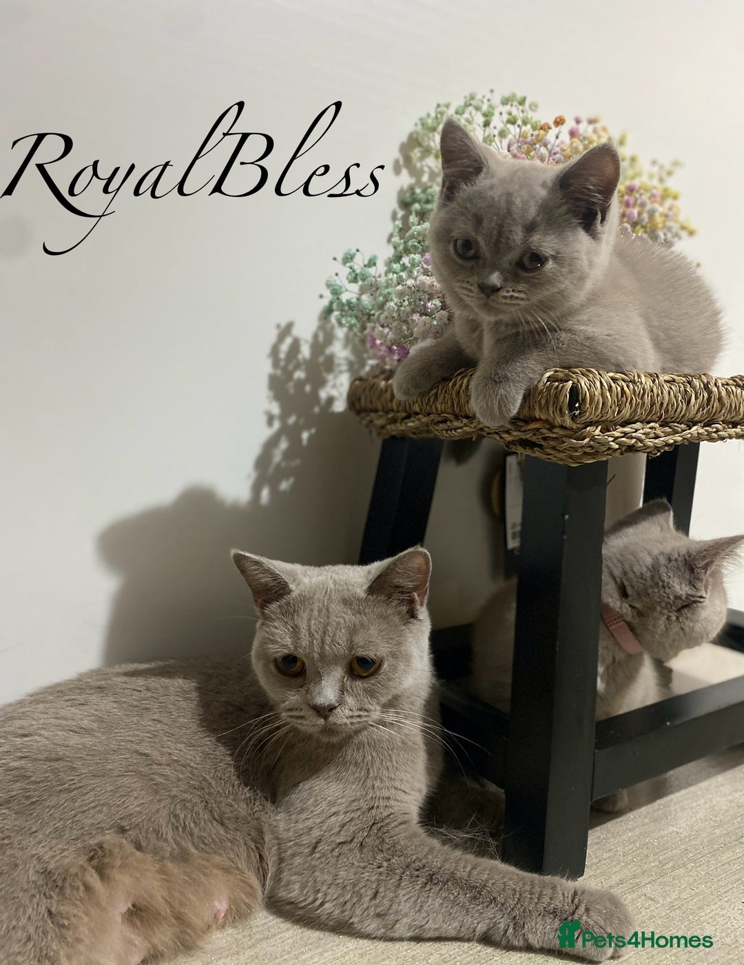 British Shorthair cats for sale: 👑ROYALBLESS STUNNING LILAC BRITISH SHORTHAIR  - Image 11