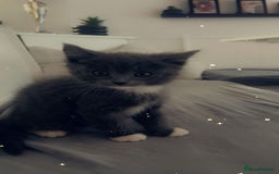 Ragdoll cats for sale: Ragdoll mix beautiful kittens  - Image 7