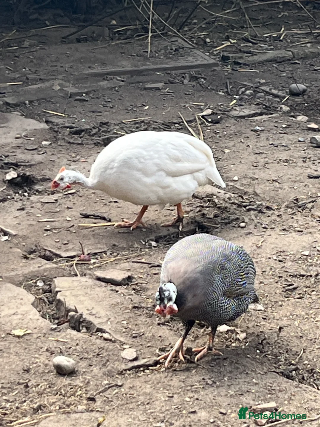 Guinea Fowl poultry for sale: Pair of guinea fowl for sale in Ashford - Advert 2