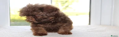 Shihpoo 2