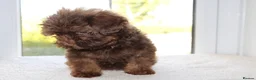 Shihpoo dogs for sale: Chocolate shihpoo’s  - Advert 11