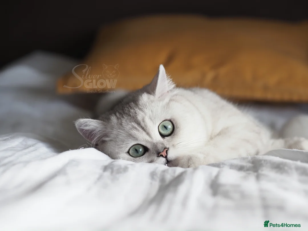 British Shorthair cats for sale: BSH reg kittens, Silver & Gold - Advert 15