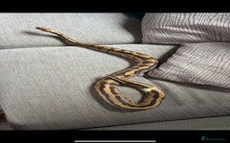 Python Snake reptiles for sale: Ball python  - Image 4