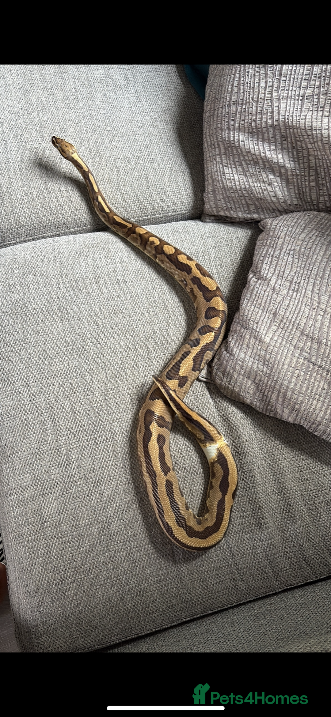 Python Snake reptiles for sale: Ball python  - Image 4