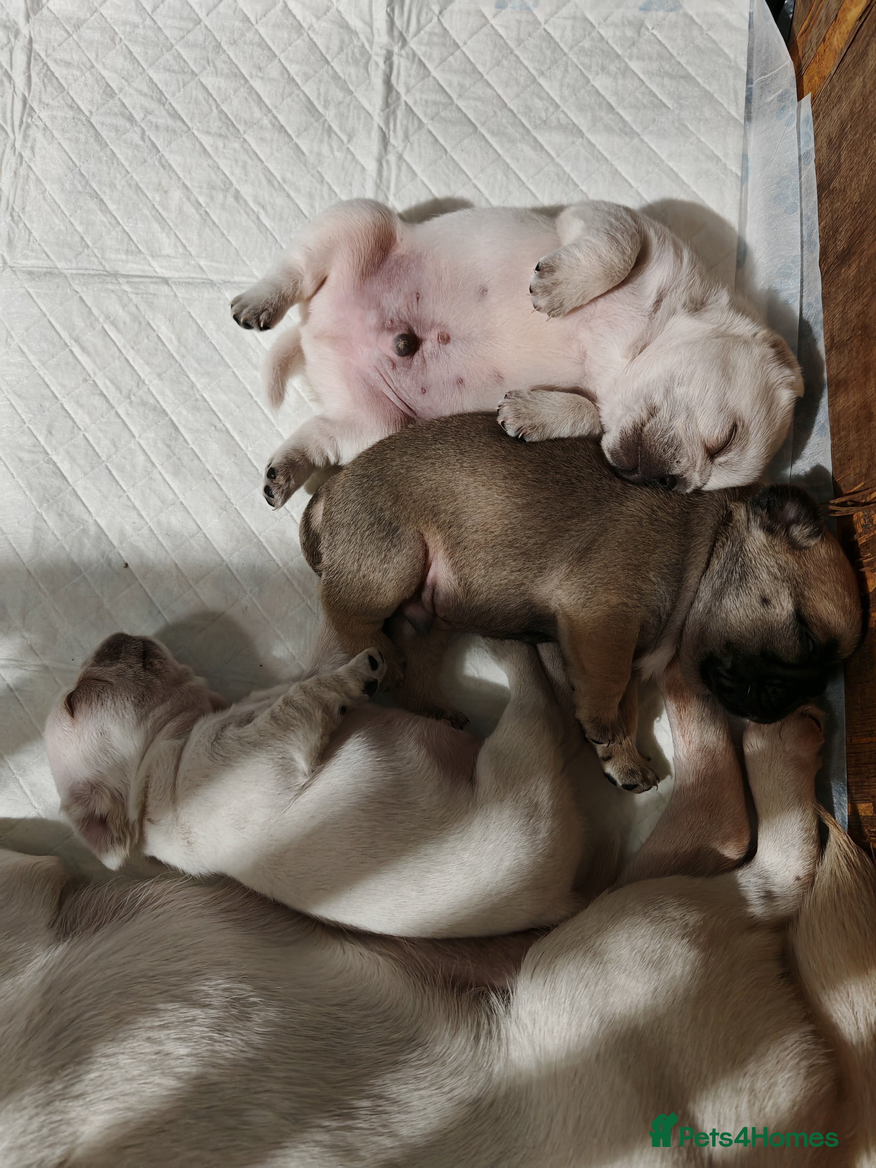 Frug dogs Frug puppies  - Advert 1