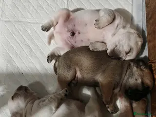 Frug dogs Frug puppies - Advert 1