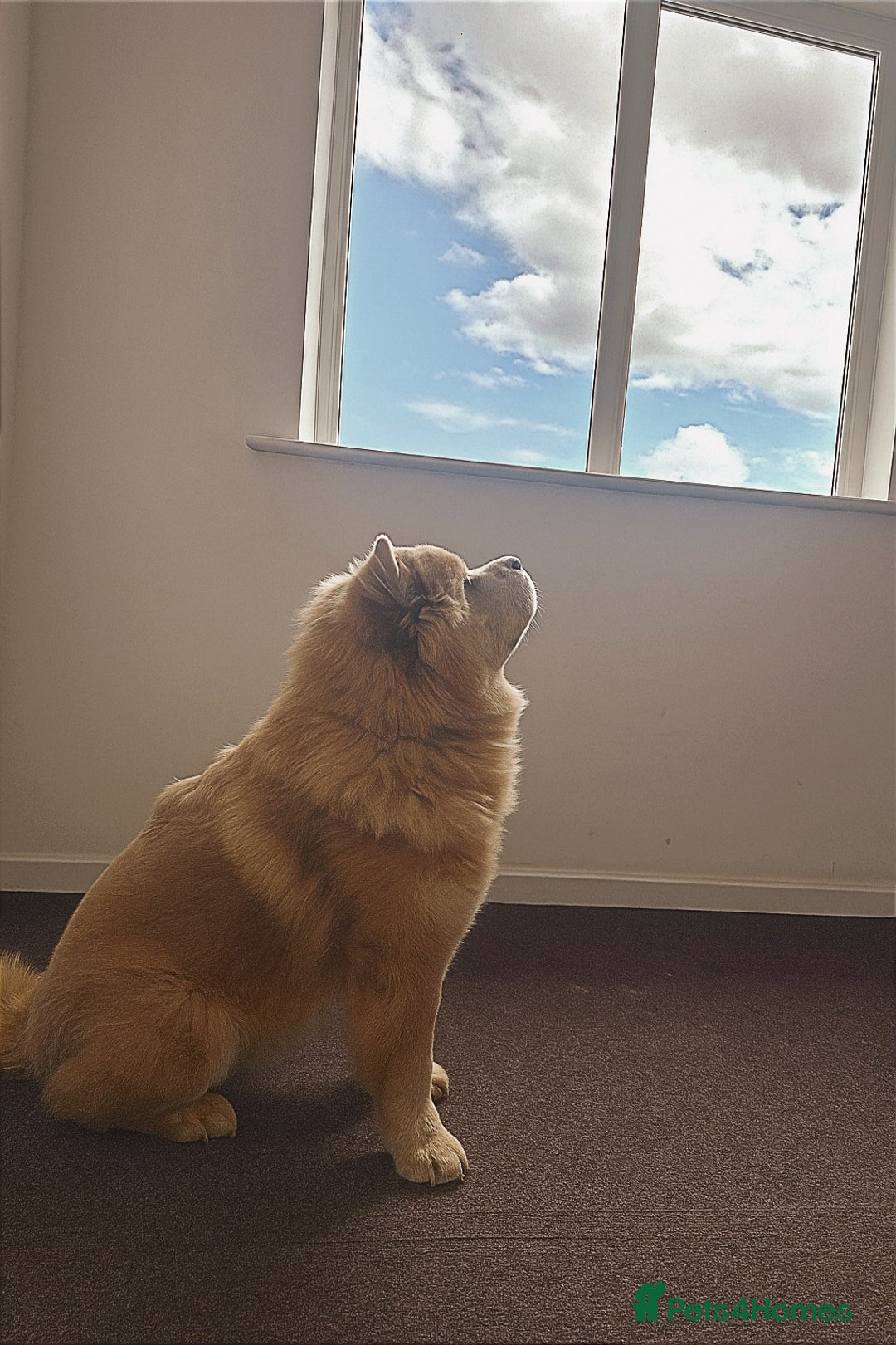 Chow Chow dogs for stud: 🌍 UKs first Lilac Panda Chow Chow Stud - KC - Advert 2