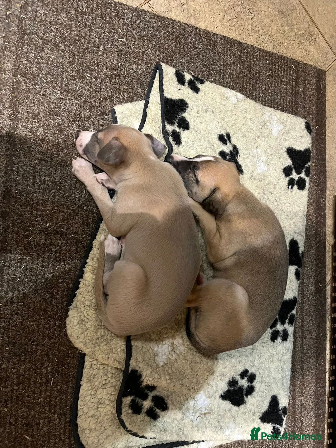 Whippet dogs for sale: Gorgeous whippet puppies  - Advert 2