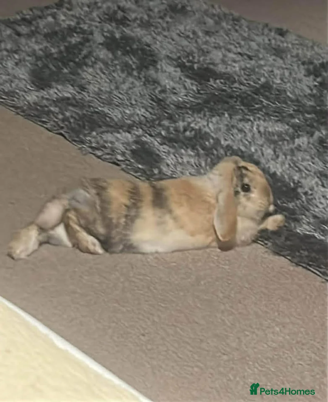 Mixed Breed rabbits for sale: Mini lop and Netherland dwarf females  - Advert 2