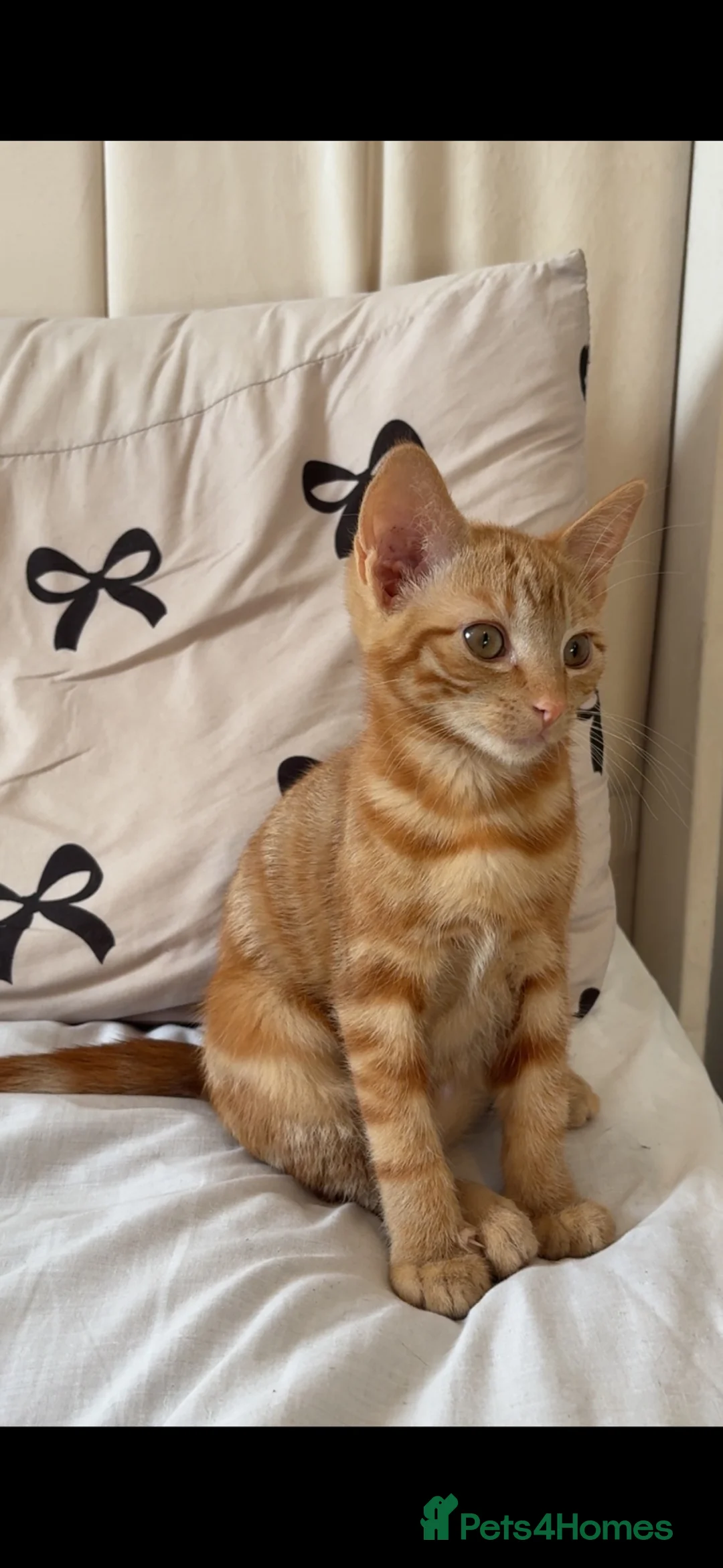 Mixed Breed cats for sale: Female ginger kitten  in Hull - Advert 2