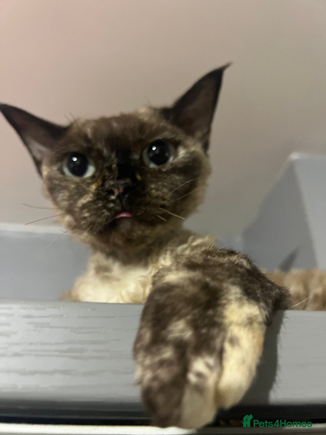 Devon Rex cats for sale: Devon Rex  - Image 3