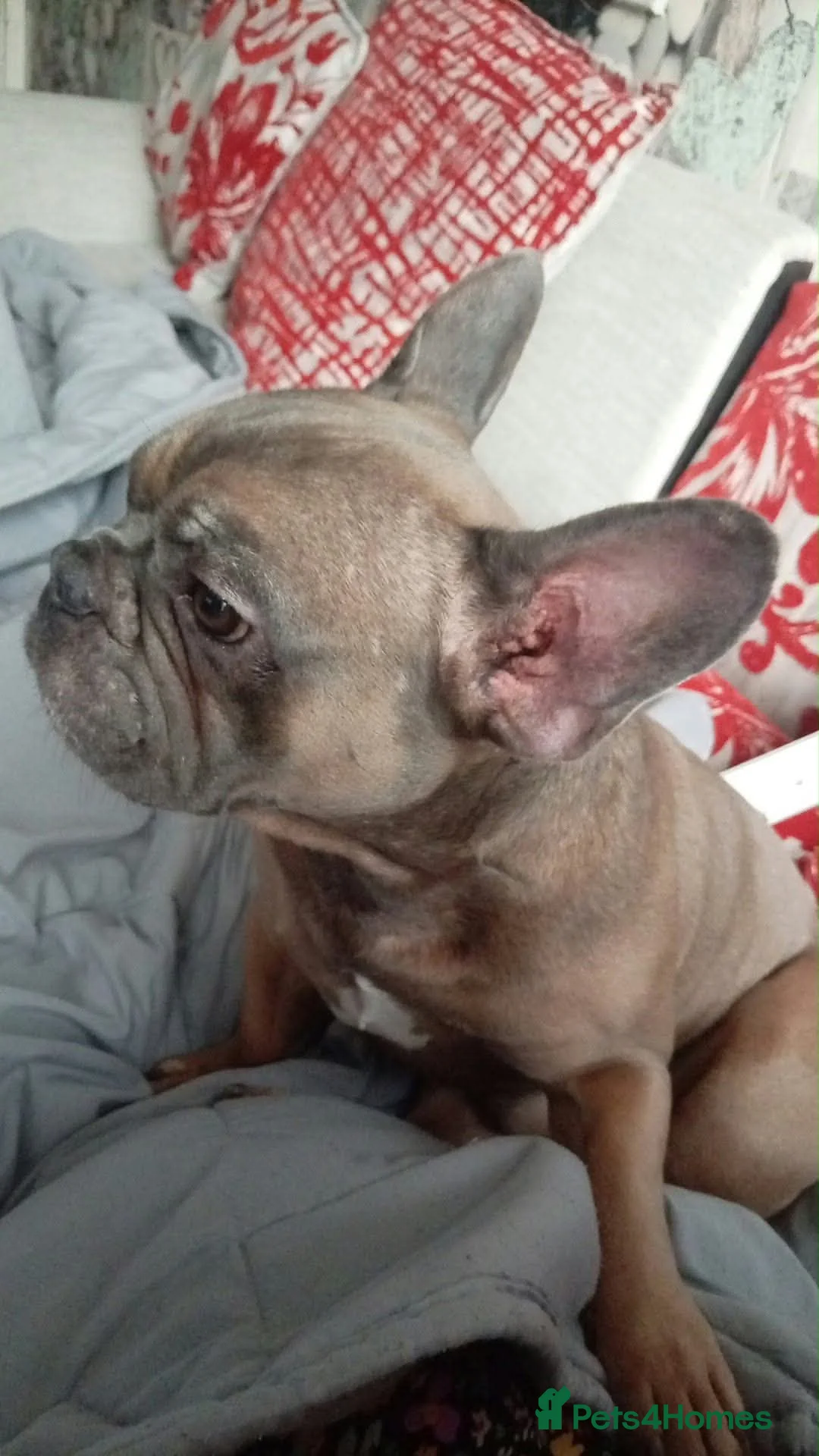 Mixed Breed dogs for adoption: 💙🐶 ROCKY – A LOVING FRENCHIE BOY in Birmingham - Advert 2