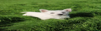 West Highland Terrier 5