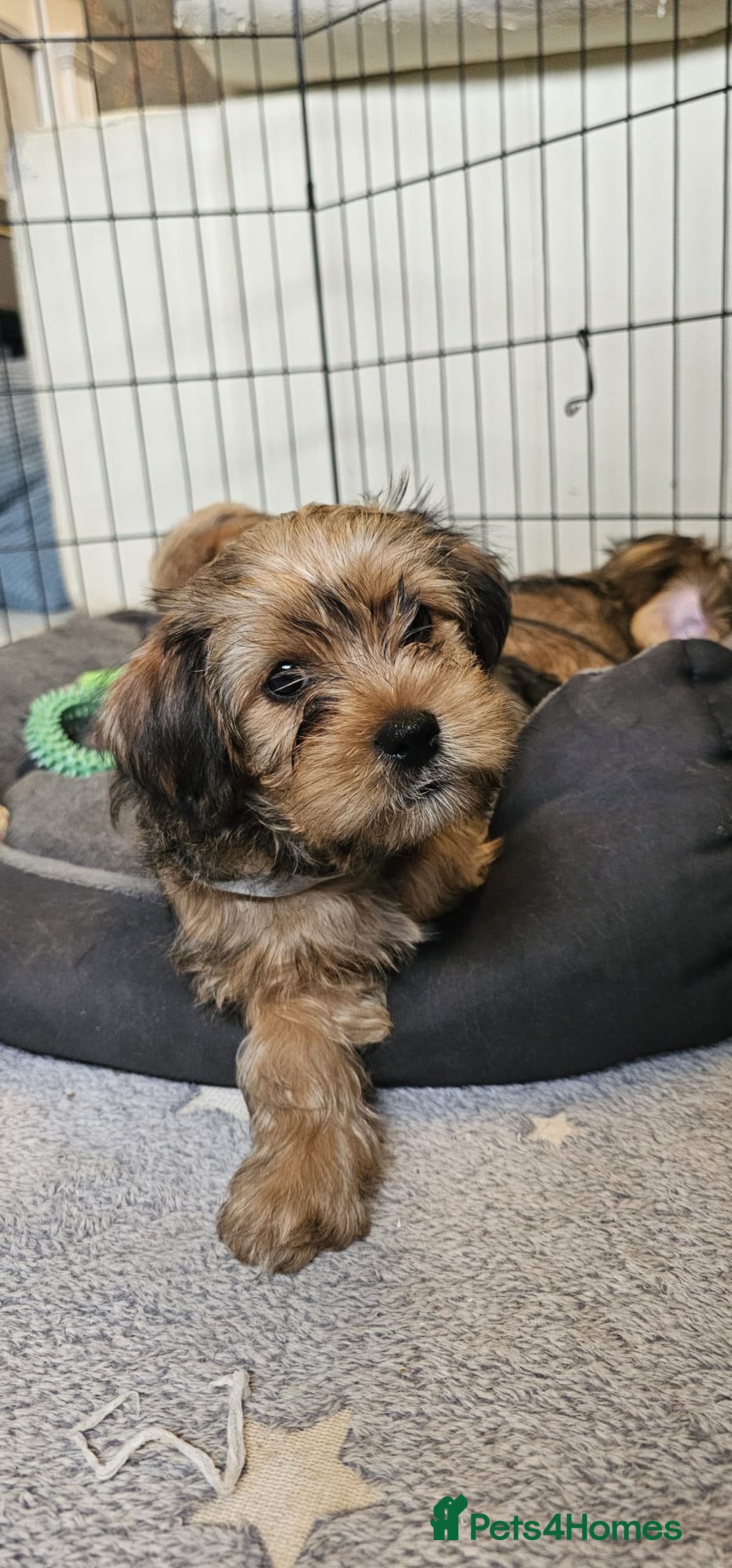 Shorkie dogs for sale: Shihtzu/ Maltese/ Yorkshire Terrier Puppies - Image 2