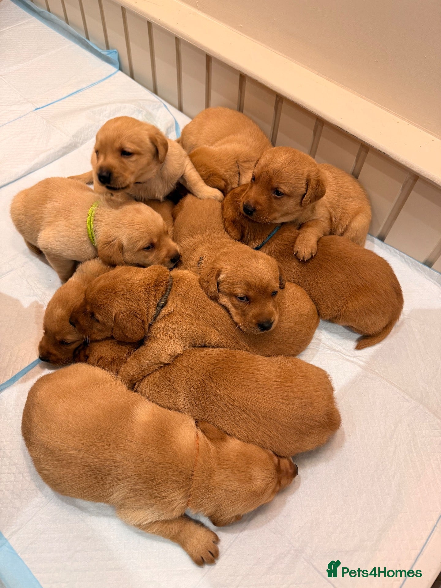 Labrador Retriever dogs for sale: Fox Red Labrador Pups – Raised with kids, Herts - Advert 1
