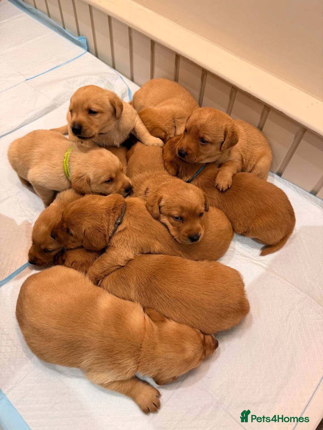 Labrador Retriever dogs for sale: Fox Red Labrador Pups – Raised with kids, Herts - Advert 1