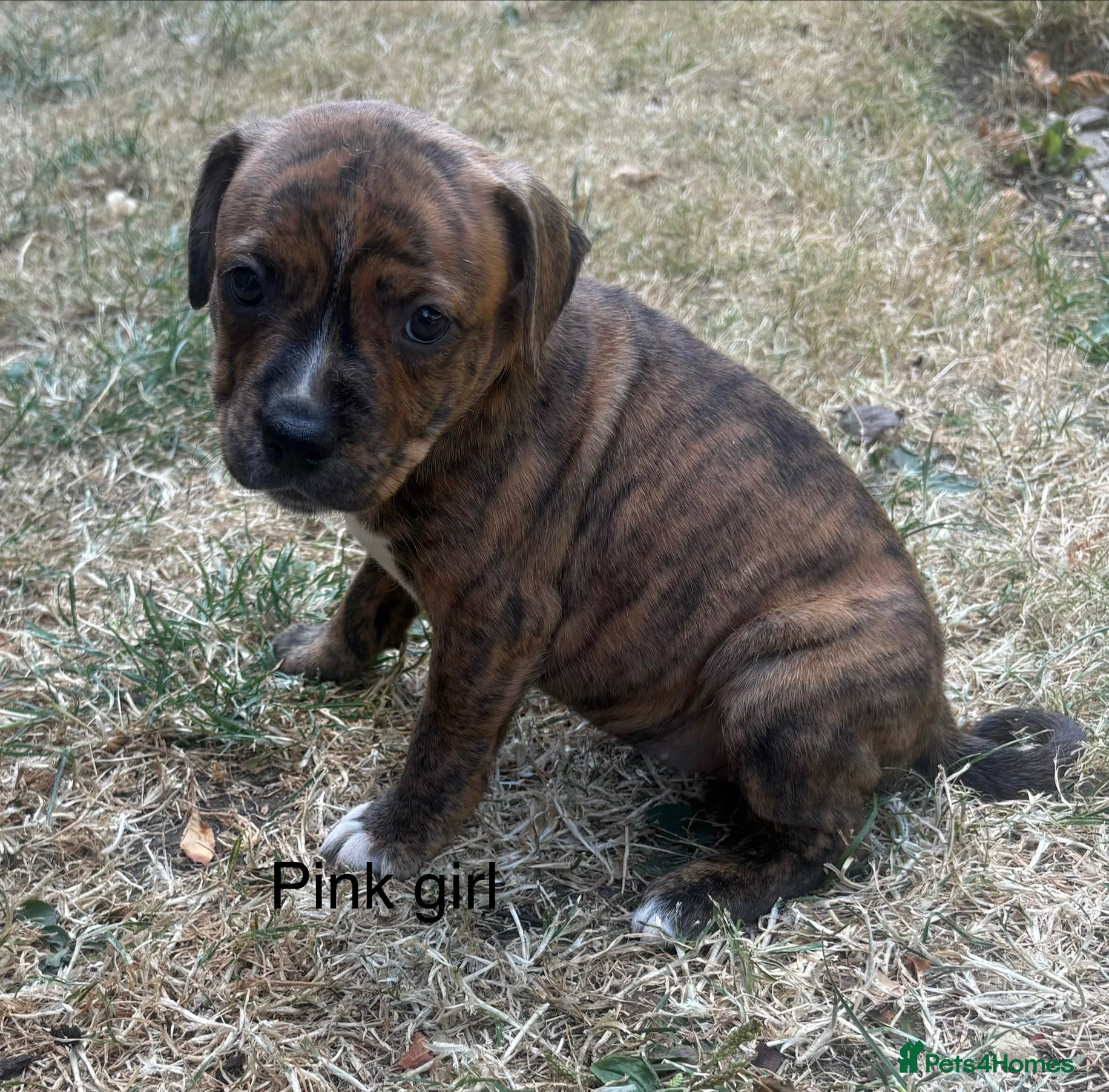 Staffordshire Bull Terrier dogs **ready to go this weekend** - Advert 2