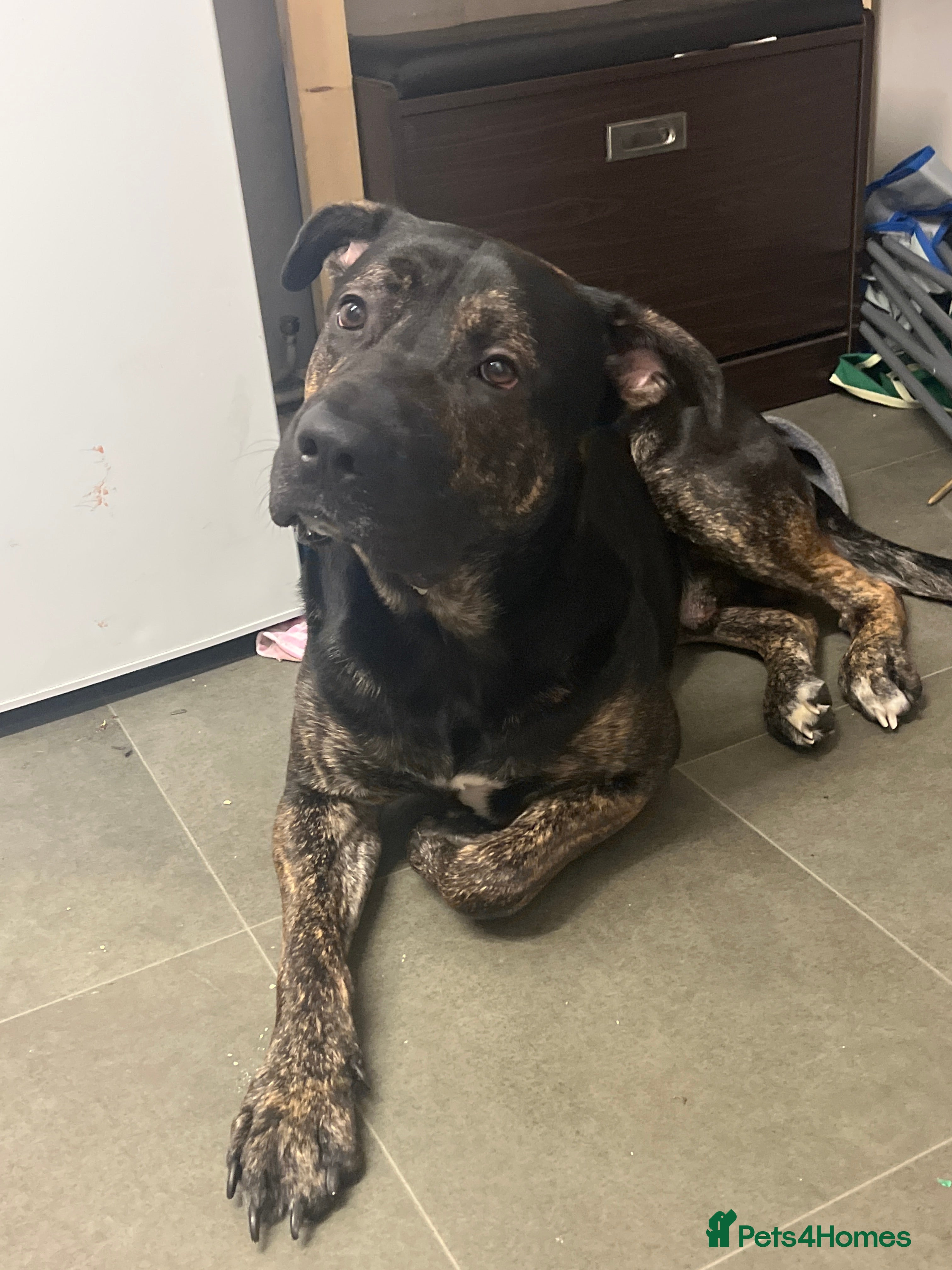 Mixed Breed dogs Shadow - Advert 1