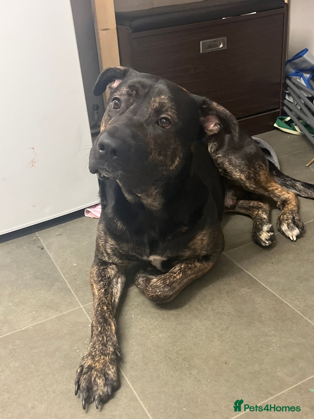 Mixed Breed dogs for sale: Shadow - Advert 1