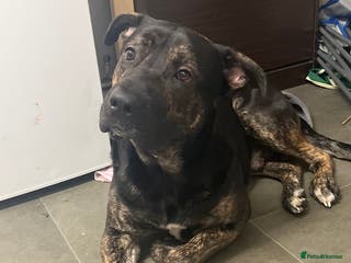 Mixed Breed dogs Shadow - Advert 1