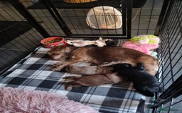 Jackapoo dogs for sale: Beautiful jackapoo pups ready for new homes - Advert 1