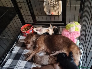 Jackapoo dogs Beautiful jackapoo pups ready for new homes - Advert 2