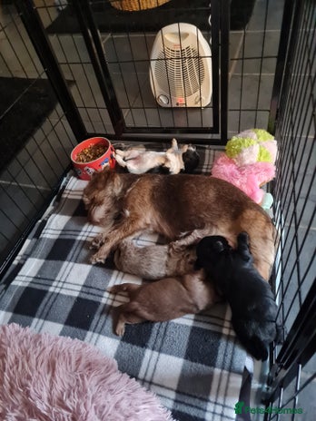 Jackapoo dogs Beautiful jackapoo pups ready for new homes - Advert 1