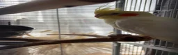 Cockatiels birds for sale: Cockatiel  - Advert 1
