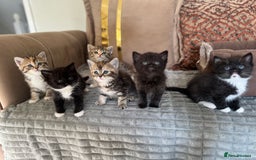 Persian cats for sale: mixed persian & bombay kittens  in Maidstone - Image 1