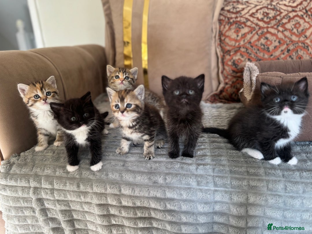 Persian cats for sale: mixed persian & bombay kittens  in Maidstone - Image 1