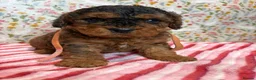 Cockapoo dogs for sale: Beautiful cockapoo puppies *licensed breeder* - Advert 8