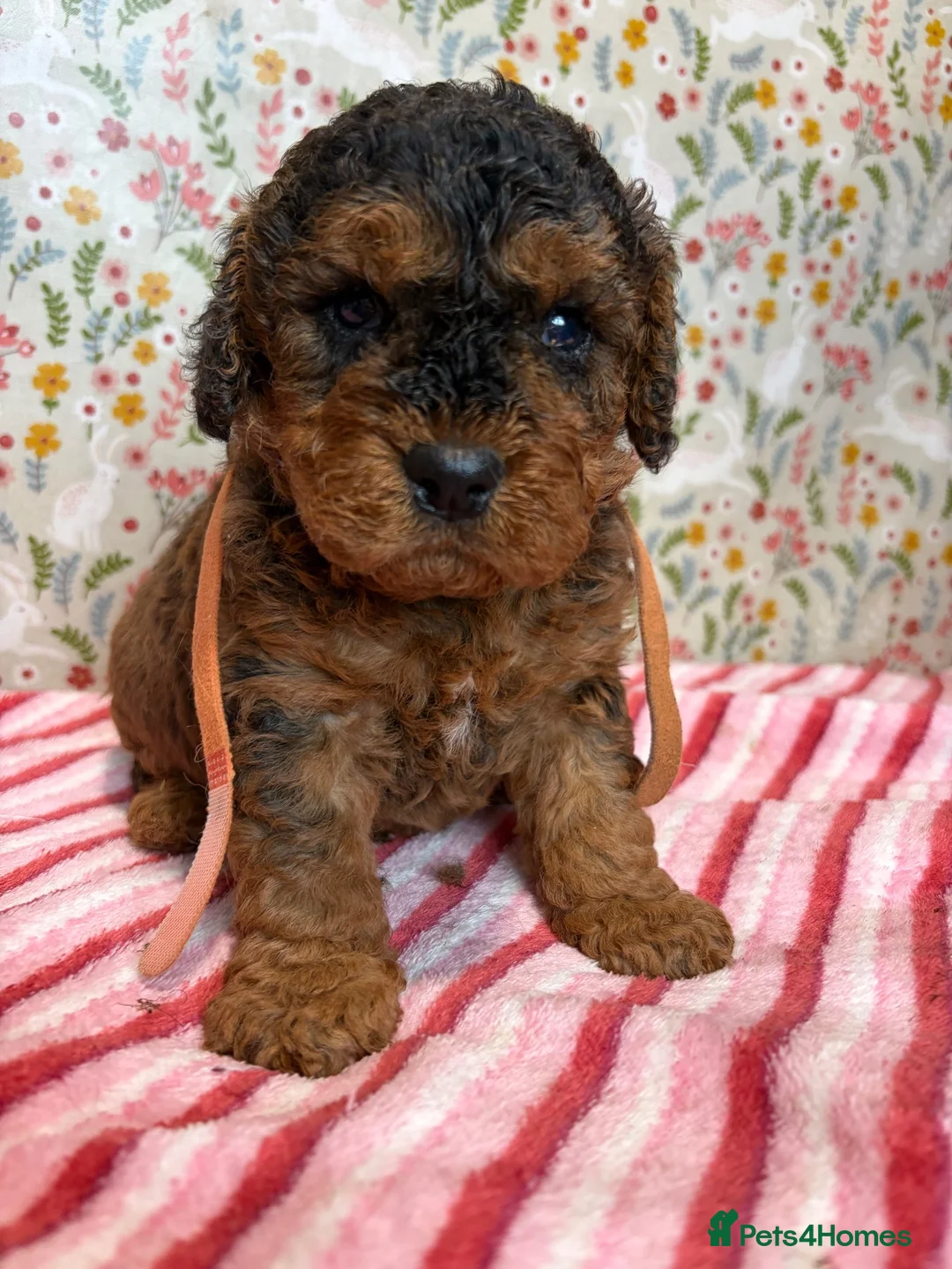 Cockapoo dogs for sale: Beautiful cockapoo puppies *licensed breeder* - Advert 8