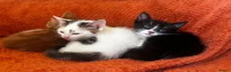 Domestic Shorthair cats for sale: Exceptionally friendly cute kittens for sale in Glasgow - Advert 10