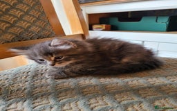 Mixed Breed cats for sale: 4 flufball looking for new home - Image 21
