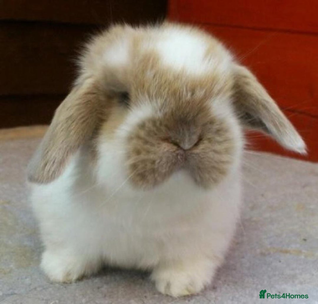 Mini Lop rabbits for sale: Stunning babies various ages vaccinated  - Advert 37