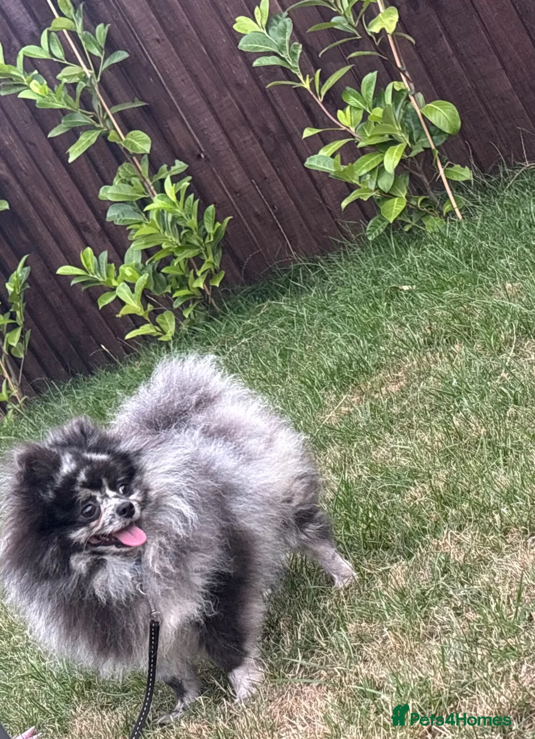 Pomeranian dogs for sale: Pomeranian merle - Advert 2