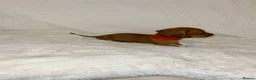 Dachshund dogs for sale: 🐾 Daxie & Chocolate’s Beautiful Puppies ! - Advert 9